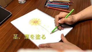 水彩色鉛筆で花を描こう！簡単にきれいにできる方法