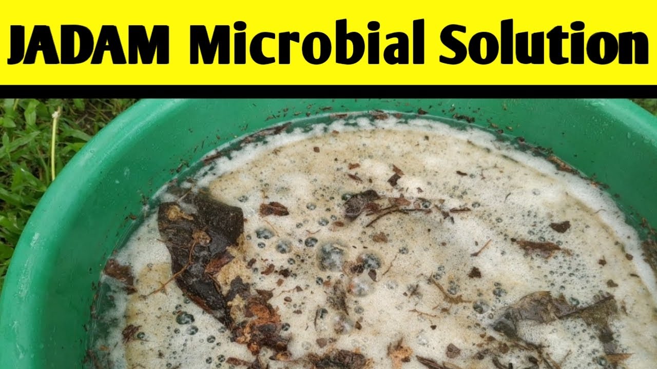Preparation of JADAM Microbial Solution! Microbes for Organic Farming 