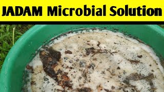 Preparation of JADAM Microbial Solution! Microbes for Organic Farming #JMS! #jadam! @JADAMORGANIC