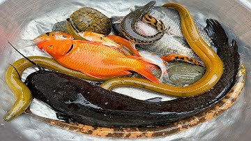 Kem Chanel lái công nông bắt cá ở cốc nước màu sắc có cá chép, cá vàng, cá trê, con lươn, cá mập