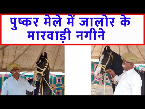 जालोर के मारवाड़ी नगीने - पुष्कर मेला बाज़ार 2023 Pushkar Horse Fair 2023 Horse Market Video @SANJEEVKUMARGUPTA