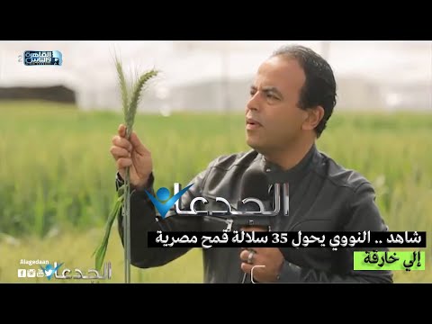 شاهد النووي يحول ٣٥ سلالة قمح مصرية إلي خارقة