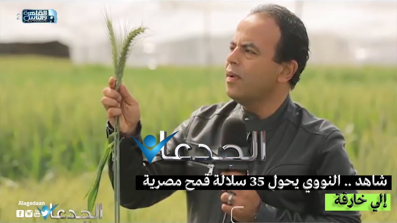 شاهد .. النووي يحول ٣٥ سلالة قمح مصرية إلي خارقة