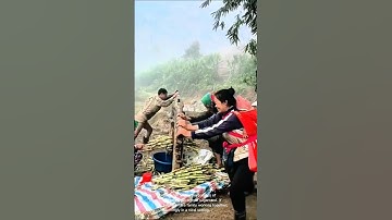 Sugarcane juice extraction: traditional methods