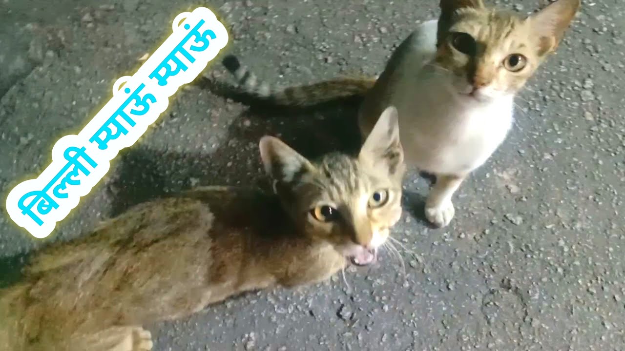 Meowing Of A Hungry Cats बिल्ली म्याऊं म्याऊं पुकारती Hungry Cats