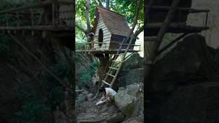 I build this treehouse using a raw #usa #usashorts #usfacts #wildlife