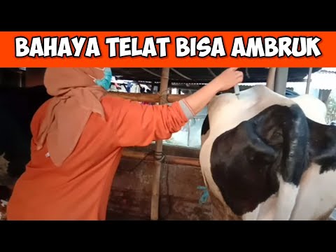 Video: Demam Susu Pada Sapi Perah