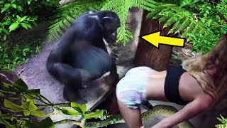 The story shocked the world! Here's what a gorilla did to a tourist in the jungle!