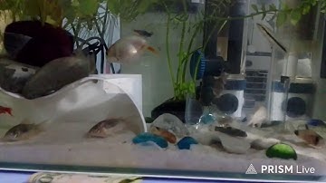 10122025 LIVE 433 MY KUTE TANK 502 - JUST RELAX ONLY !! (4442371608) - 67 BABIES