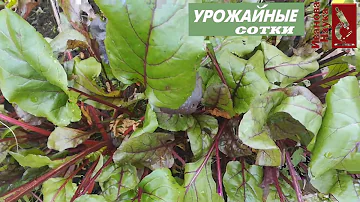 Лучшая финальная подкормка свёклы для сладости и хранения!