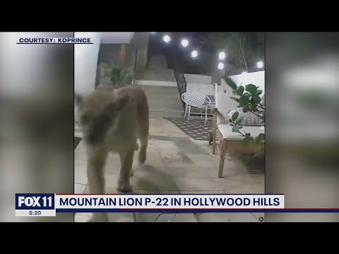 Mountain lion P-22 spotted in Hollywood Hills