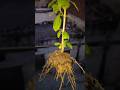 🌿 तुलसी के पौधे का ट्रांसफर सही तरीके से करें | Tulsi Plant Repotting Tips in Hindi #gardenseeds