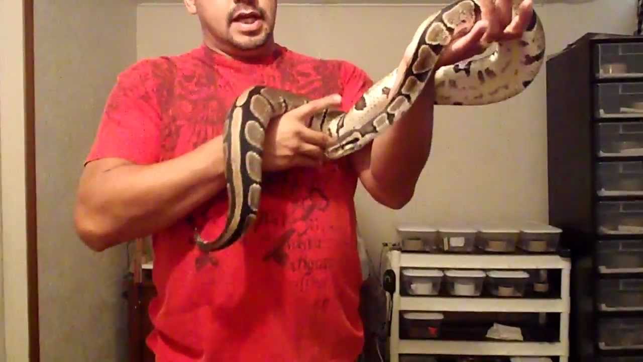 spinner luggage Snake Room 1