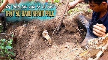 Lần Thứ 3 Trở Lại Gò Sậy Quyết Tâm Tìm kiếm Từng Centimet Một, Bắt Kỳ Được Con RẮN VÀNG | TGSB # 154