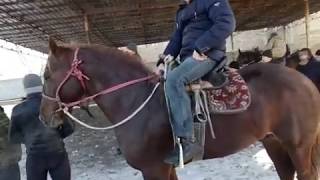 19 01 20 жыл ДЕРЗКИЙ СООДАГЕРЛЕР СОКУЛУКТАГЫ