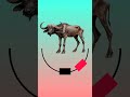 If possible, make the thin buffalo look fat. #buffalo #fat #challenge #shorts