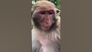 funny monkeys video ! funny monkey laughing ! plz achieve my target 100k subscribers 😢😭😭🙏