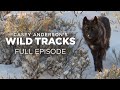 view Casey Anderson&apos;s Wild Tracks 103: Wolves on the Hunt digital asset number 1