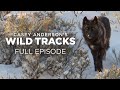 Wolves and Elk Behavior Assessment
