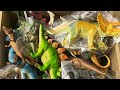 箱に入った恐竜フィギュアを紹介してみた!ジュラシックワールド アニア ヴェロキラプトル他 lots of dinosaurs figures in the box jurassic world