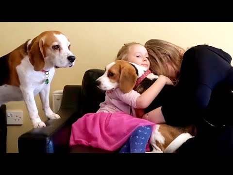 My dogs reaction
