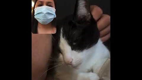 How to Make Your Cat Fall Asleep Fast