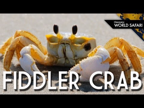 For Fiddler Crabs, Size Matters