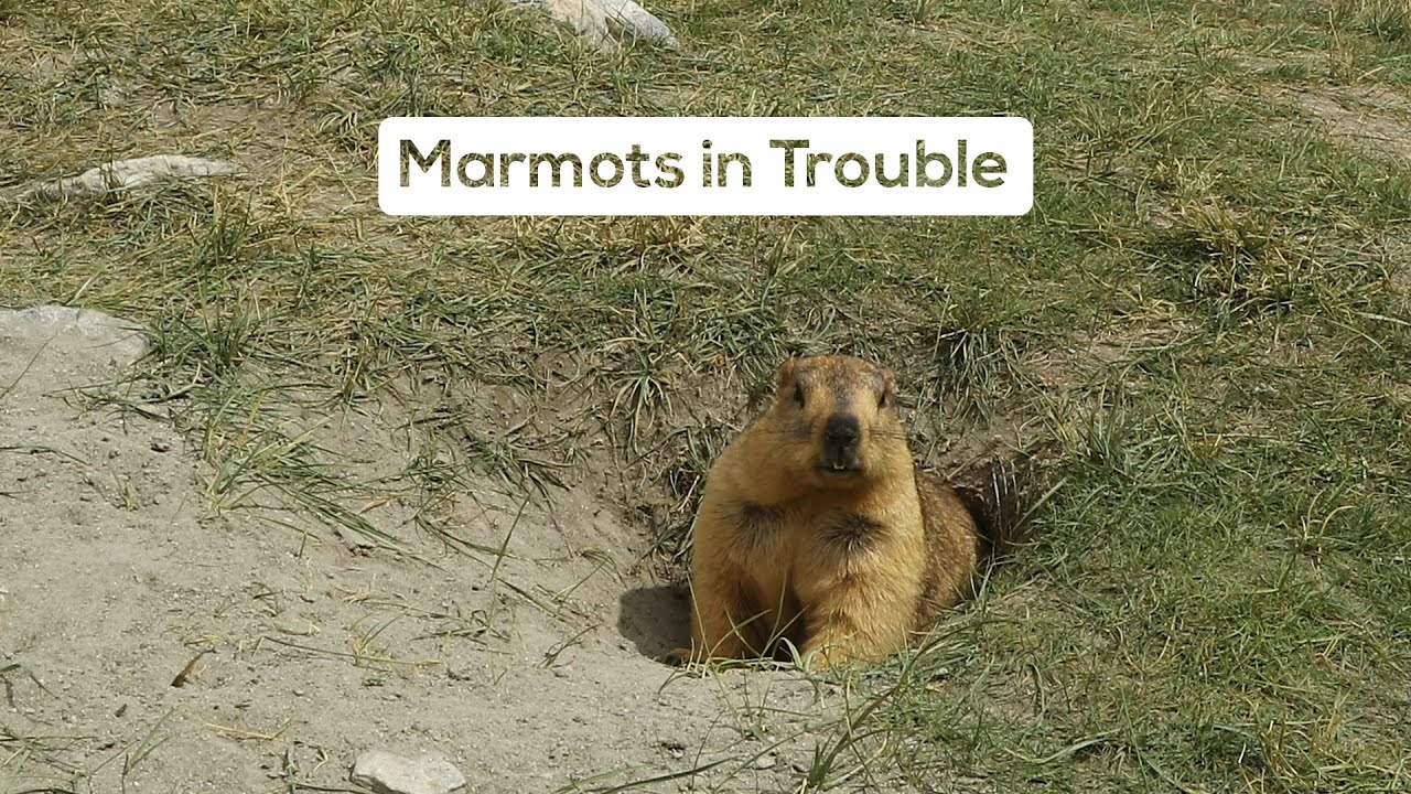 The Legendary Gold-Digging Himalayan Marmot