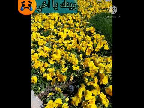 اغنية حزينة الاخ شادي البوريني وقاسم النجار حالات واتس