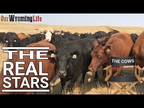 The Cows of the Ranch and How They Think