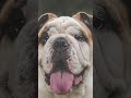 Veterinarios revelan cómo refrescar a tu perro en plena ola de calor
