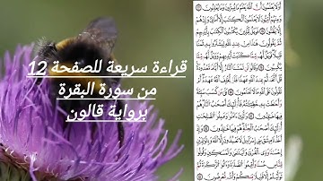 تلاوة سريعة برواية قالون للصفحة 12 من سورة البقرة