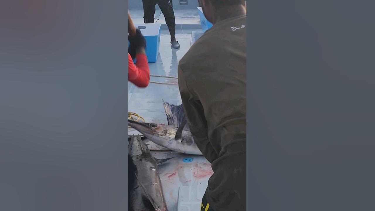 Fishing Black marlin In Maldives. 