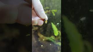 Baby rabbit snail in new home