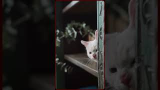 Private Cat Moments -