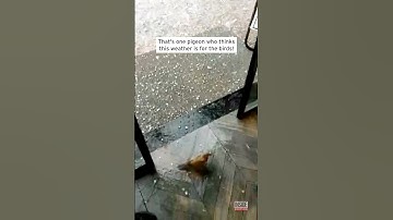 Smart Bird Doesn