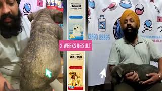 Dog की खुजली और खरोंच 🥺Itchy and Allergic puppy Skin को रोकने के लिए Tips by Bhola Shola 579 views 2 weeks ago 2 minutes, 54 seconds