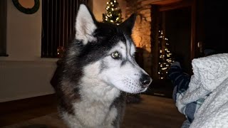 Old Husky Waits By The Tree At Christmas