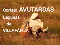 Ruedas de Avutardas en las lagunas de Villafáfila 4K