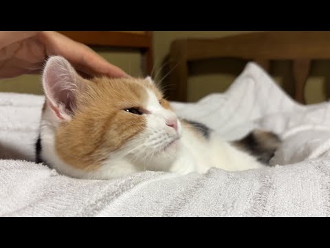 三毛猫】私と寝たいミケ（2026年9月20日） - YouTube