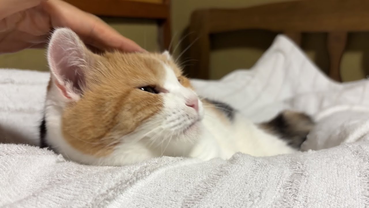 三毛猫】私と寝たいミケ（2026年9月20日） - YouTube