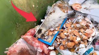 The kitten, trapped in a glue trap and abandoned in a trash bin, could only loudly howl in pain. by Paws Bliss Haven 333,253 views 1 month ago 15 minutes