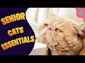 Senior Cats Essentials: How to Take Care of Them | Furry Feline Facts