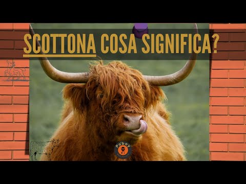 Video: Cos'è la carne di allevamento?