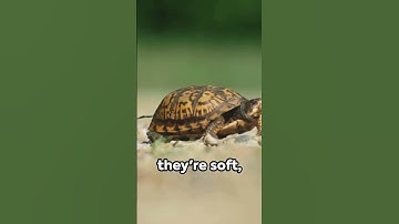 The Pancake of the Sea: Chinese Softshell Turtle #animals #shorts #viral #youtubeshorts #trending