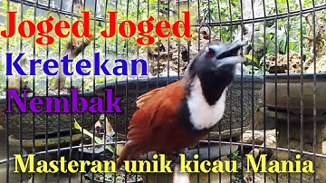 Tepus leher putih nembak nembak Gacor ‼