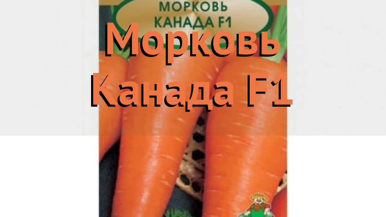Морковь канада характеристика и описание сорта Морковь канада характеристика и описание сорта