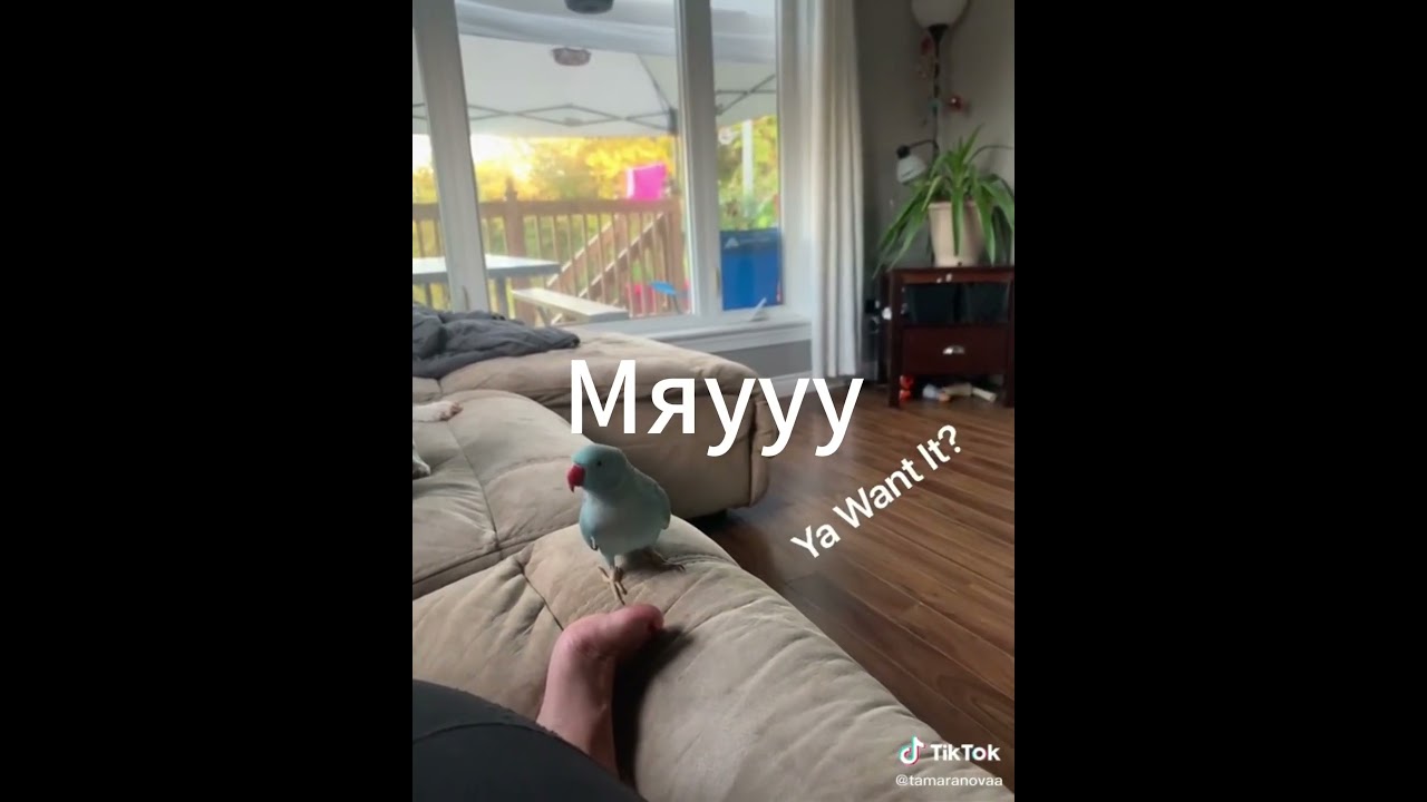 Субтитры реверснутой видео 