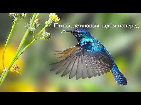 Video: Kolibri-porkkanakakku
