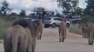 Birmingham lion pride with white female. Update! by Awesome Kruger Park 2,129 views 3 months ago 3 minutes, 29 seconds